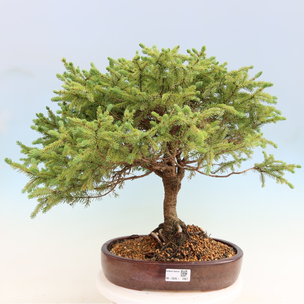 Bonsaï d'extérieur - Picea glauca Echiniformis – Épicéa bleu