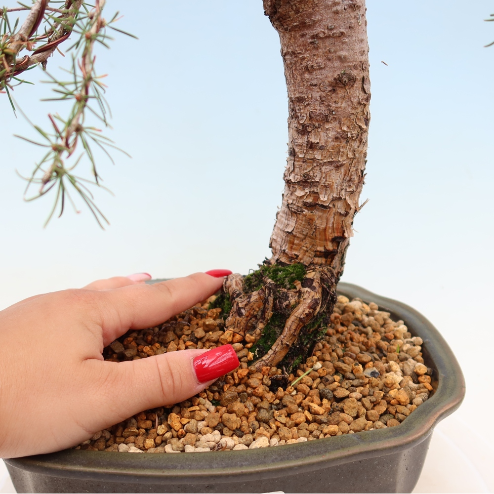Bonsaï d'extérieur -Larix decidua - Mélèze