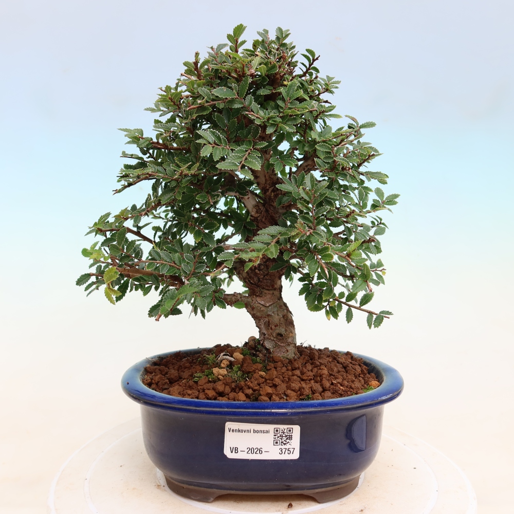 Bonsaï d'extérieur - Zelkova - Zelkova NIRE