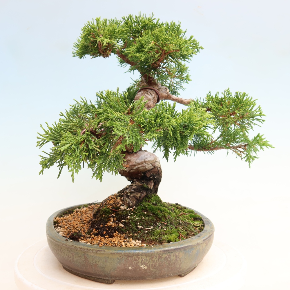 Bonsaï d'extérieur - Juniperus chinensis Itoigawa-Juniperus chinensis