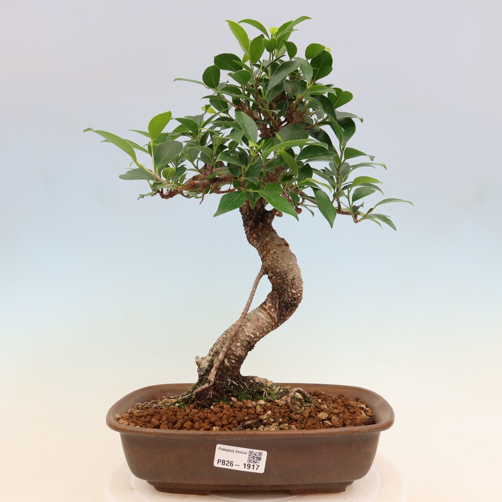 Salle bonsaï - Ficus kimmen - ficus à petites feuilles