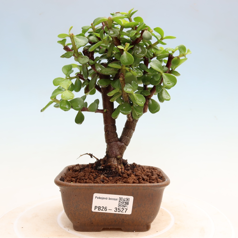 Bonsaï de chambre - Portulakaria Afra - Tlustice