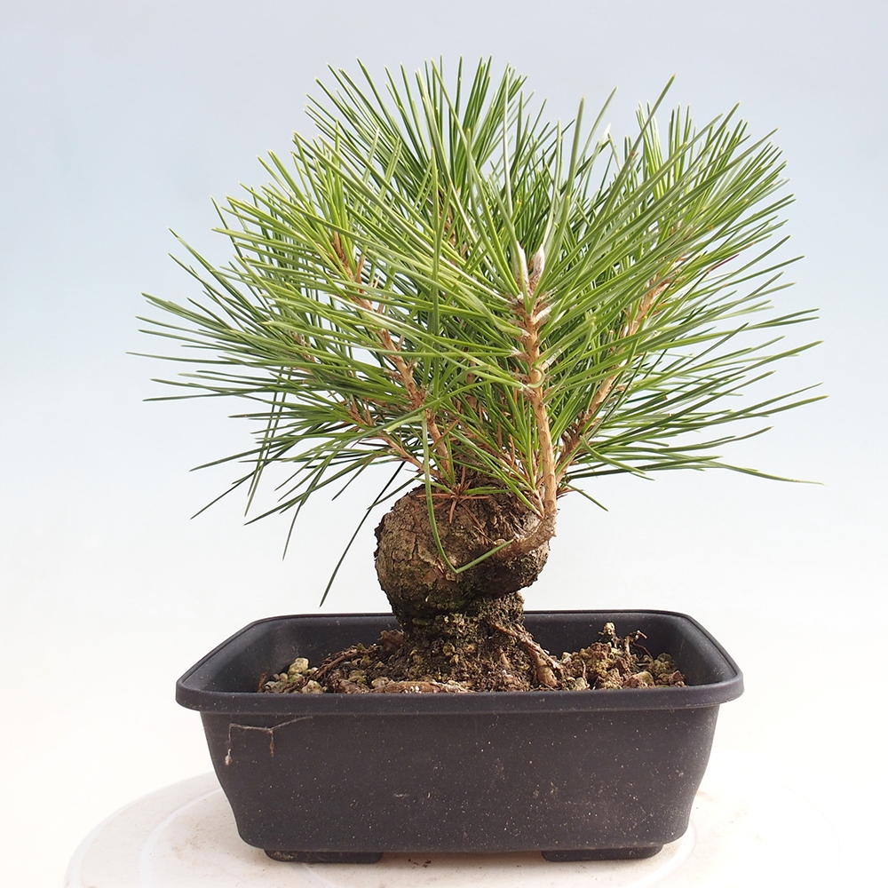 Bonsaï d'extérieur - Pinus thunbergii - Pin de Thunberg