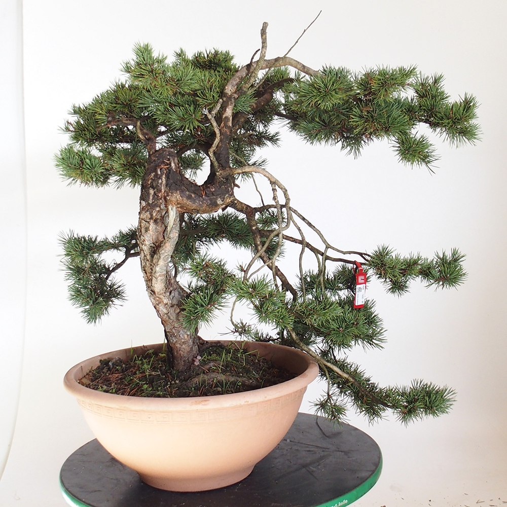 Yamadori - Pinus sylvestris Espagne