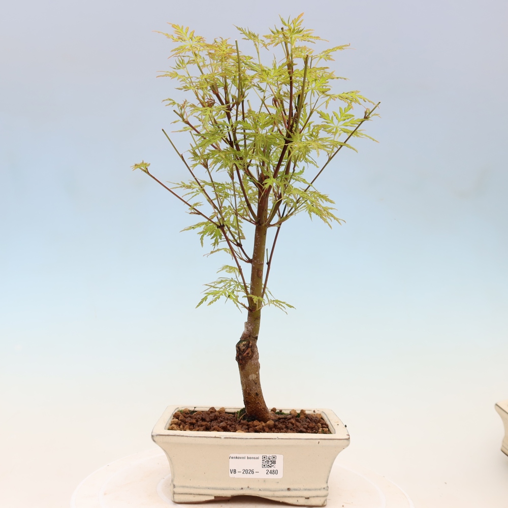 Bonsaï d'extérieur - Acer palmatum Dissectum