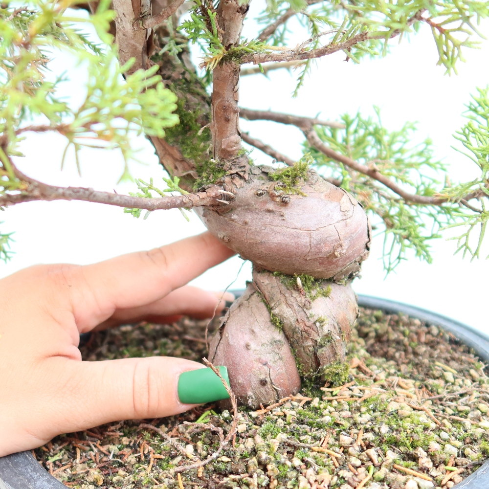 Bonsaï d'extérieur - Juniperus chinensis Itoigawa-Juniperus chinensis