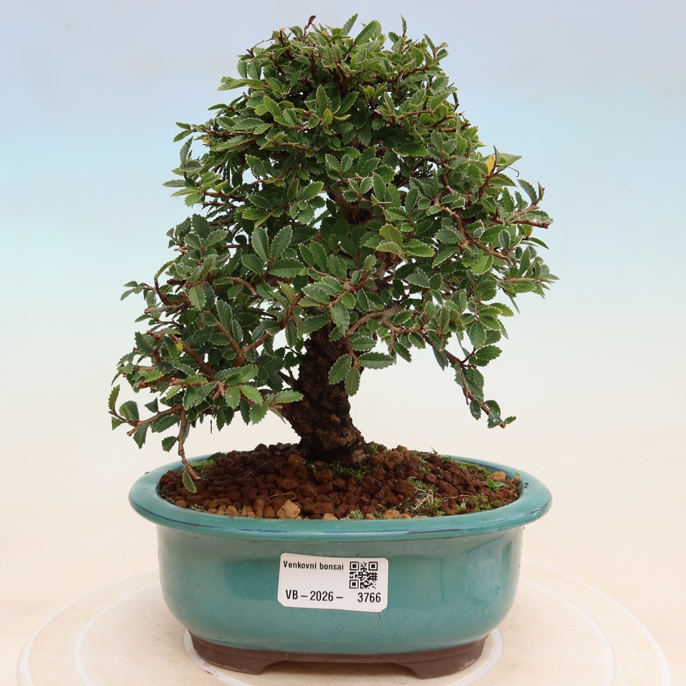 Bonsaï d'extérieur - Zelkova - Zelkova NIRE