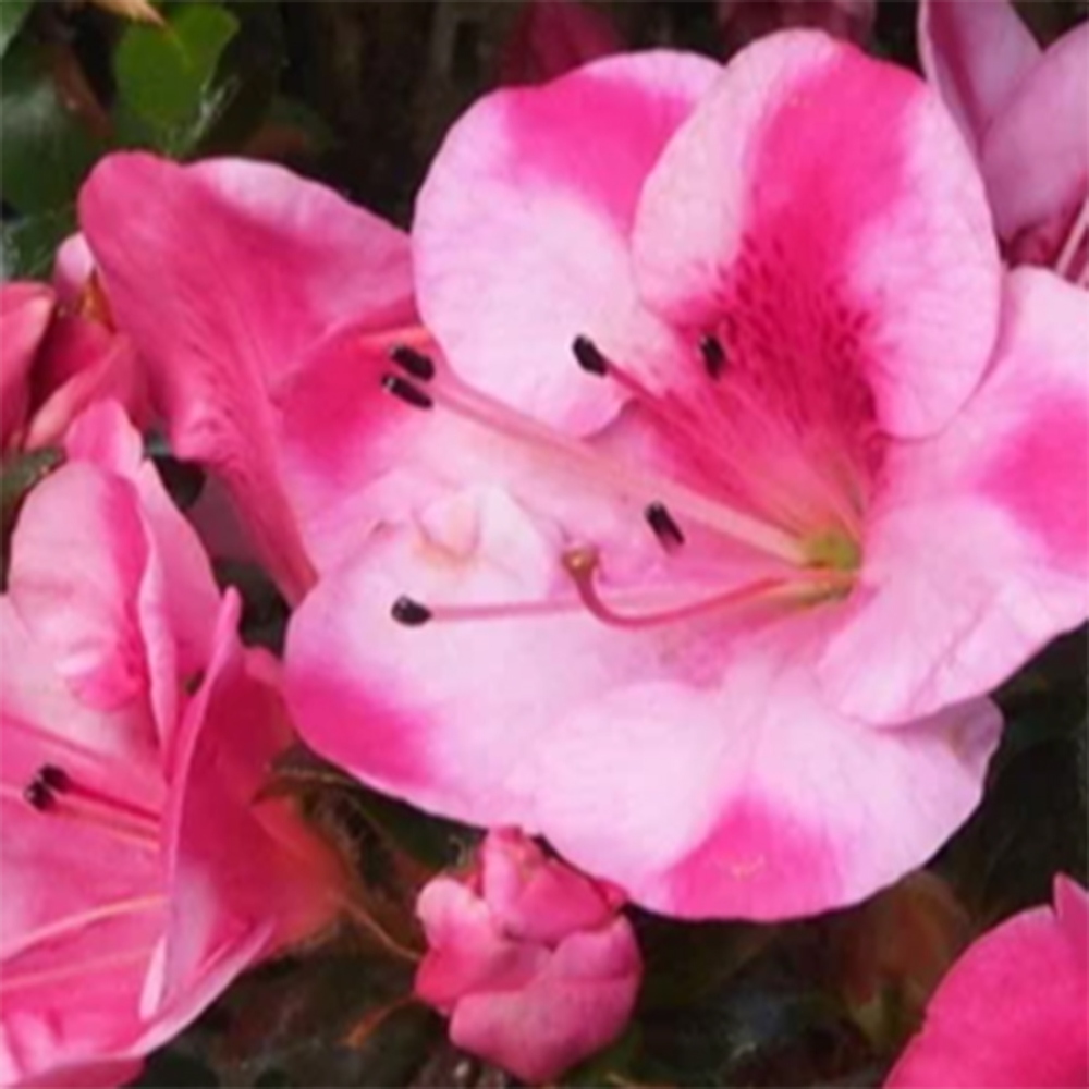 Bonsaï d'extérieur - Azalée japonaise - Azalea Kobai