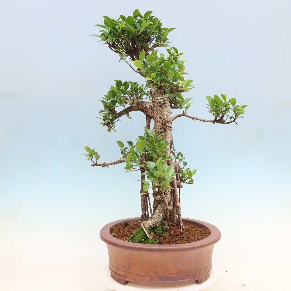 Salle bonsaï - Ficus kimmen - ficus à petites feuilles