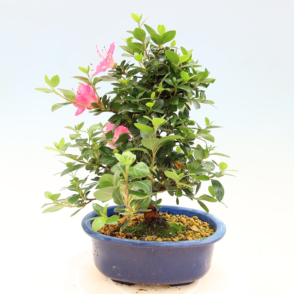 Bonsaï d'extérieur - Azalée japonaise - Azalea Kobai
