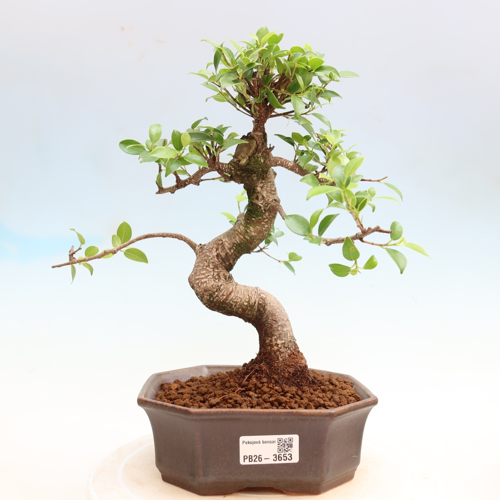 Salle bonsaï - Ficus kimmen - ficus à petites feuilles