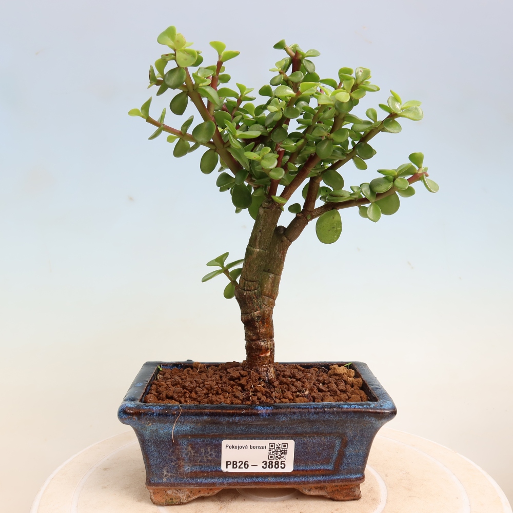 Bonsaï de chambre - Portulakaria Afra - Tlustice