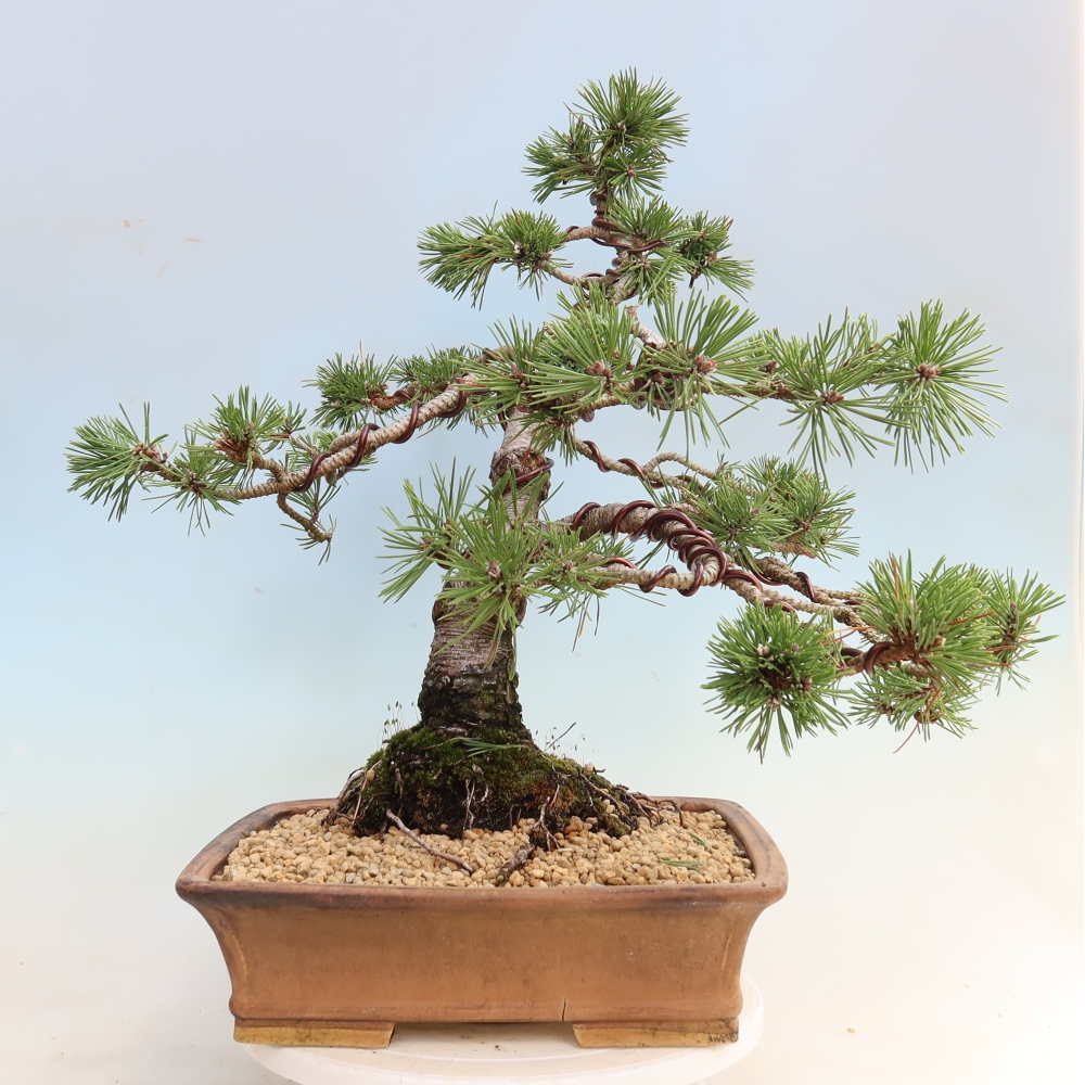 Bonsaï d'extérieur - Pinus mugo Humpy  - Pin nain