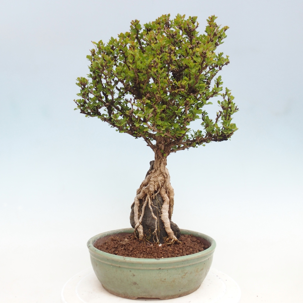 Bonsaï d'extérieur - Berberis coreana
