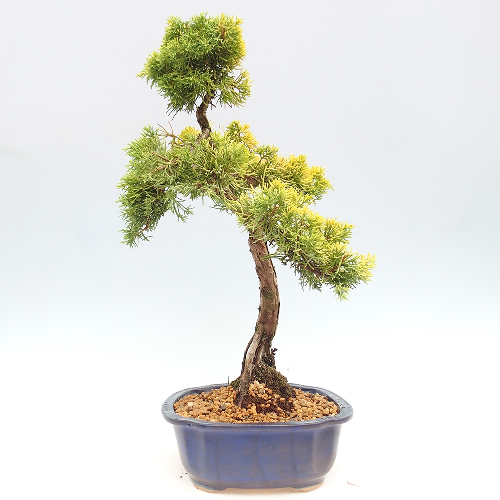 Bonsaï d'extérieur - Juniperus chinensis plumosa aurea