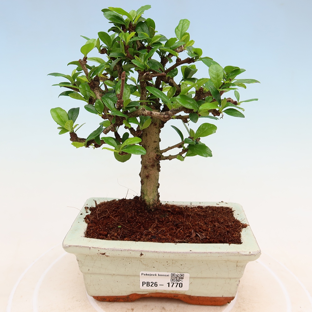 Bonsaï de chambre - Carmona macrophylla - Tea fuki