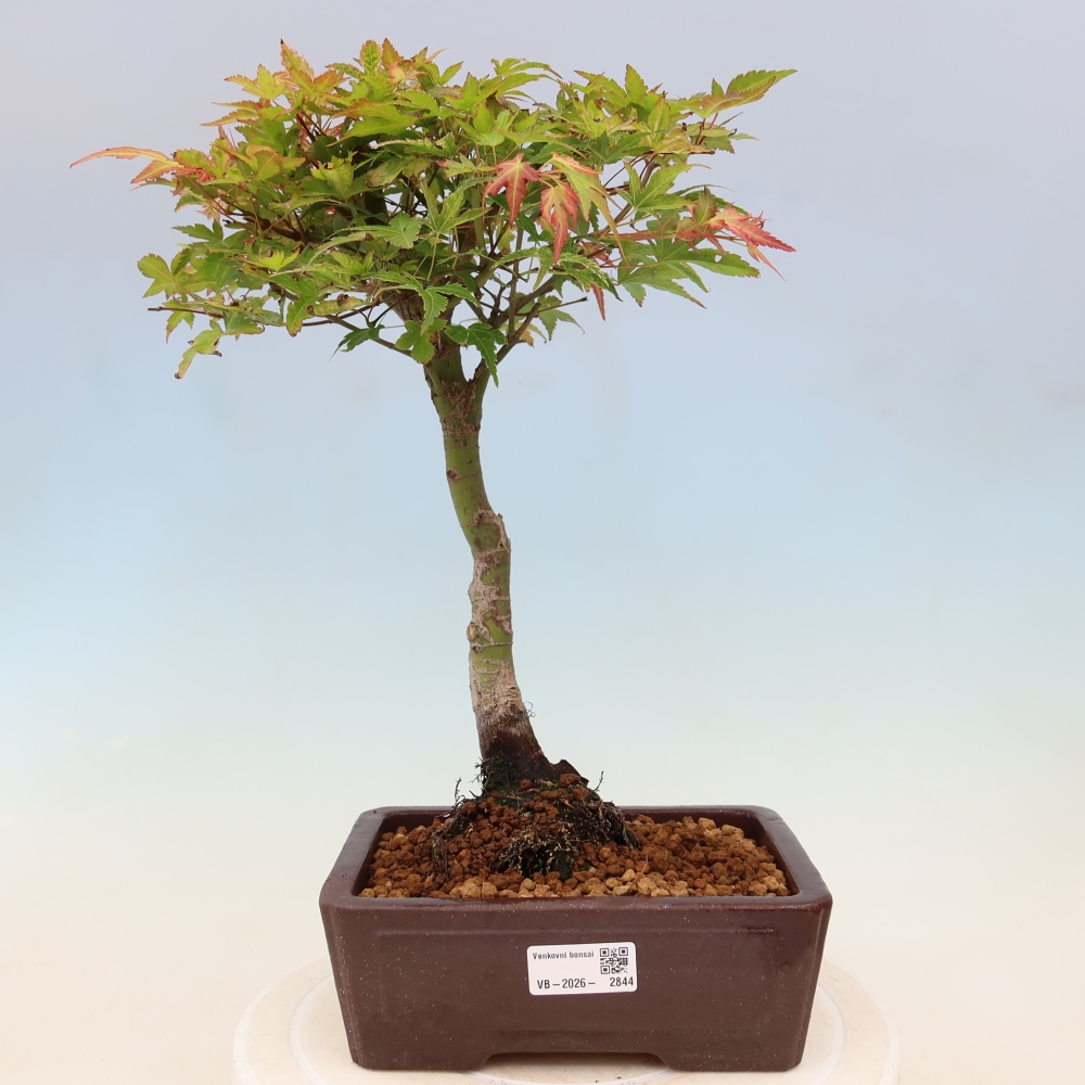 Érable de Norvège - Acer palmatum Beni Tsukasa