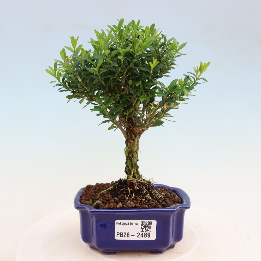 Bonsaï de chambre - Buxus harlandii - buxus liège