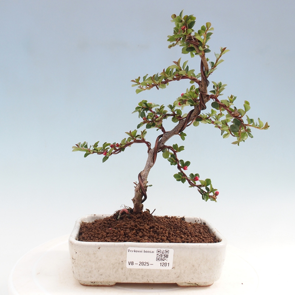Bonsaï d'extérieur-Cotoneaster horizontalis - Rocky Mountain