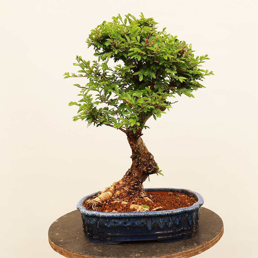 Bonsaï d'extérieur - Zelkova - Zelkova NIRE