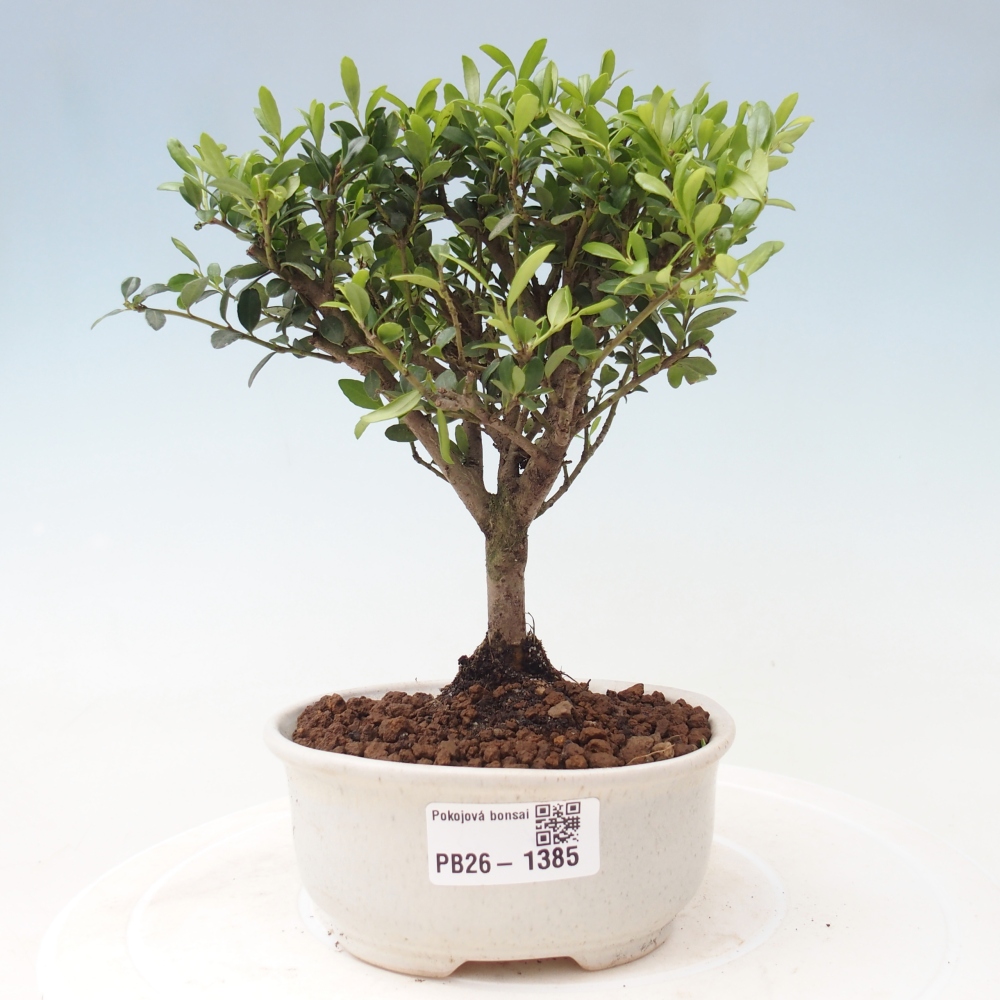 Bonsaï de chambre - Ilex crenata - Houx