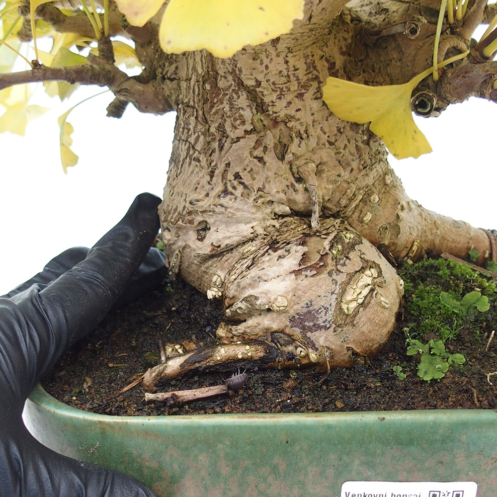 Bonsaïs d'extérieur - Ginkgo biloba - Ginkgo biloba