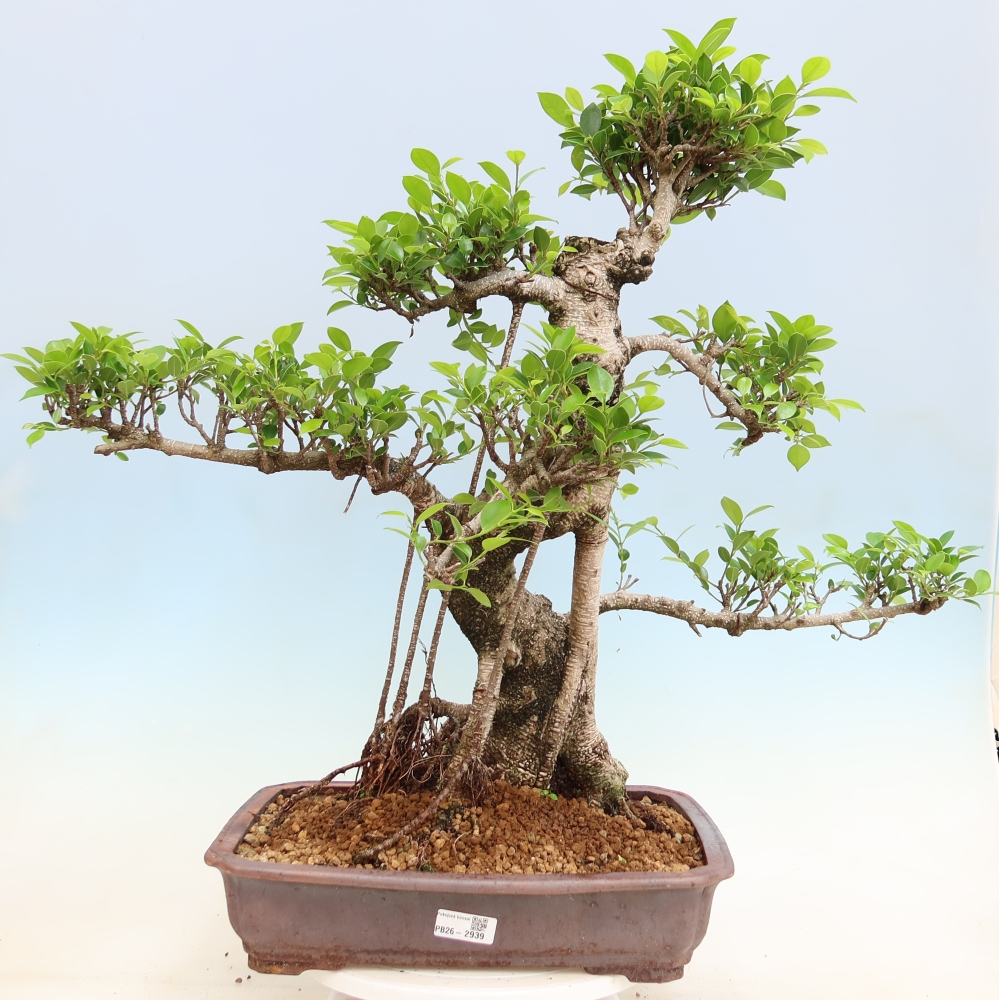 Salle bonsaï - Ficus kimmen - ficus à petites feuilles