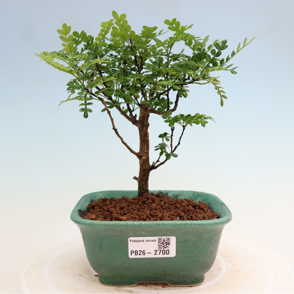 Salle bonsaï - Zantoxylum piperitum - arbre à poivre