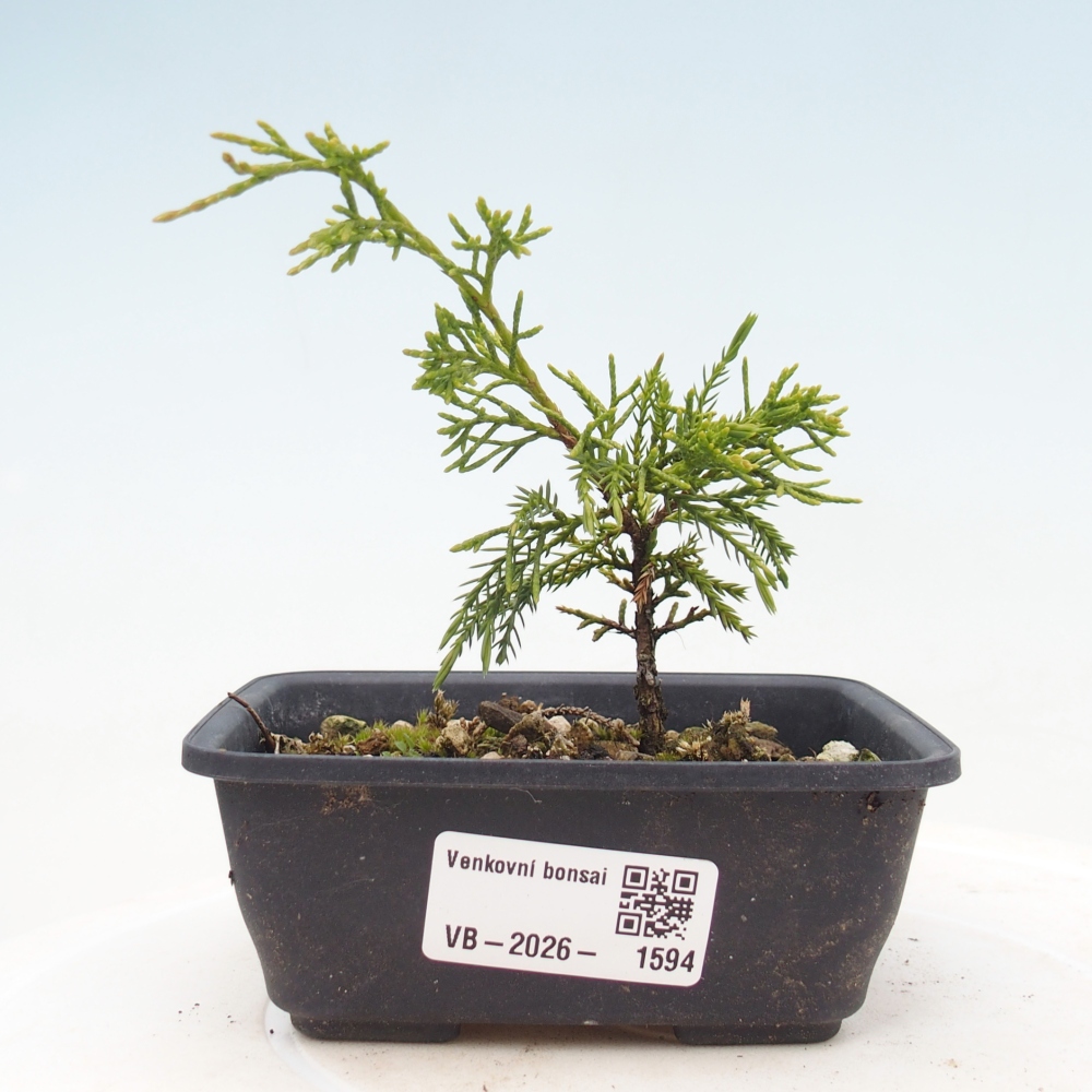 Bonsaï d'extérieur - Juniperus chinensis Itoigawa