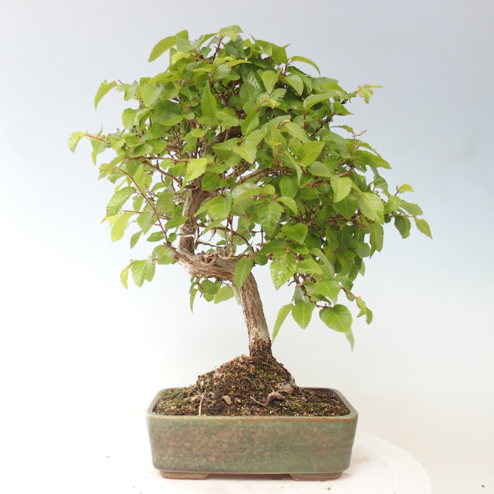 Bonsaï d'extérieur -Carpinus CARPINOIDES - Charme de Corée