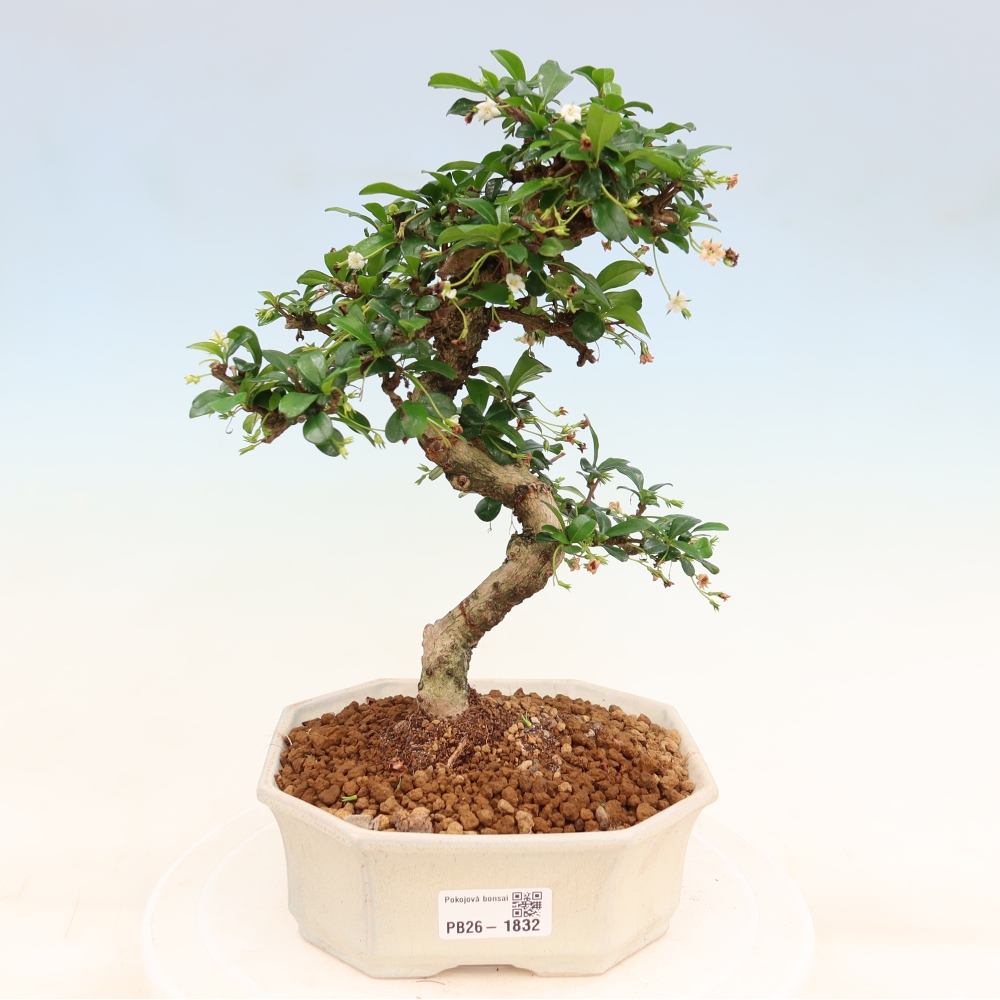 Bonsaï de chambre - Carmona macrophylla - Tea fuki