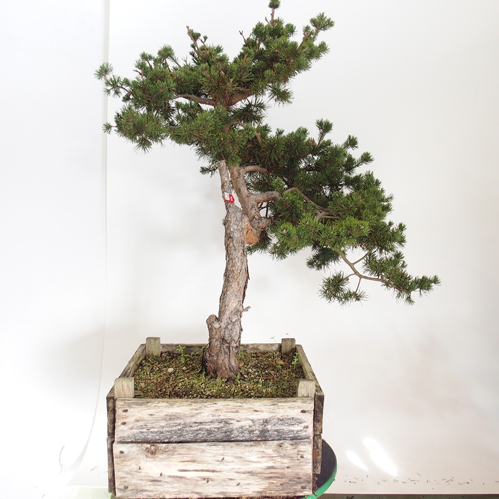 Yamadori - Pinus sylvestris Espagne