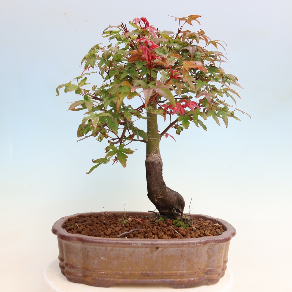 Bonsaï d'extérieur - Acer palmatum DESHOJO
