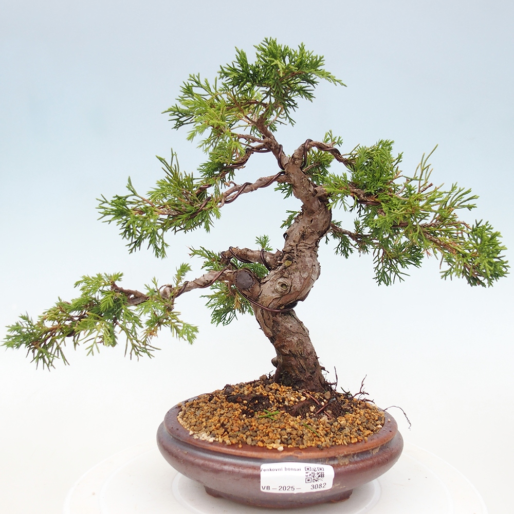 Bonsaï d'extérieur - Juniperus chinensis Itoigawa