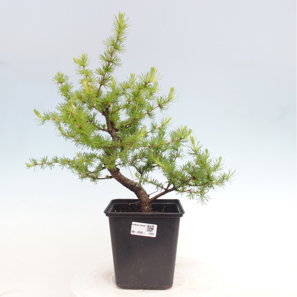 Bonsaï d'extérieur -Larix decidua - Mélèze