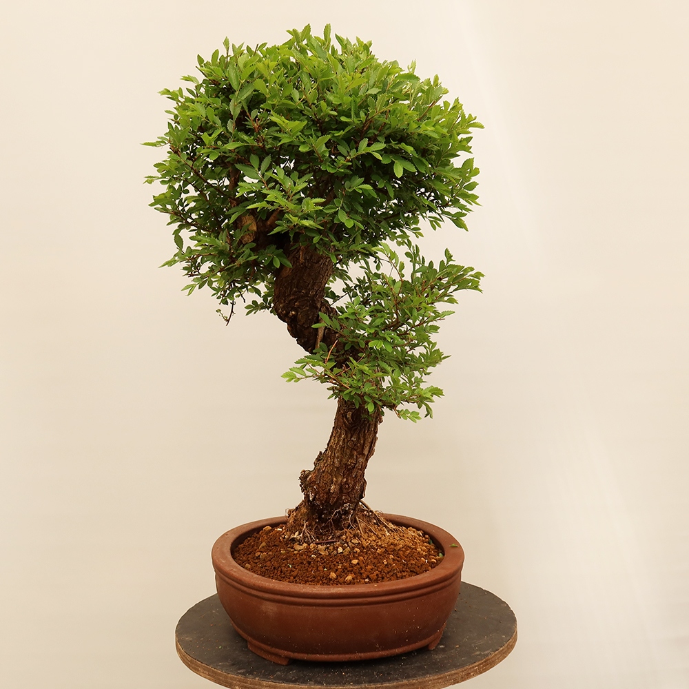 Bonsaï d'extérieur - Zelkova - Zelkova NIRE