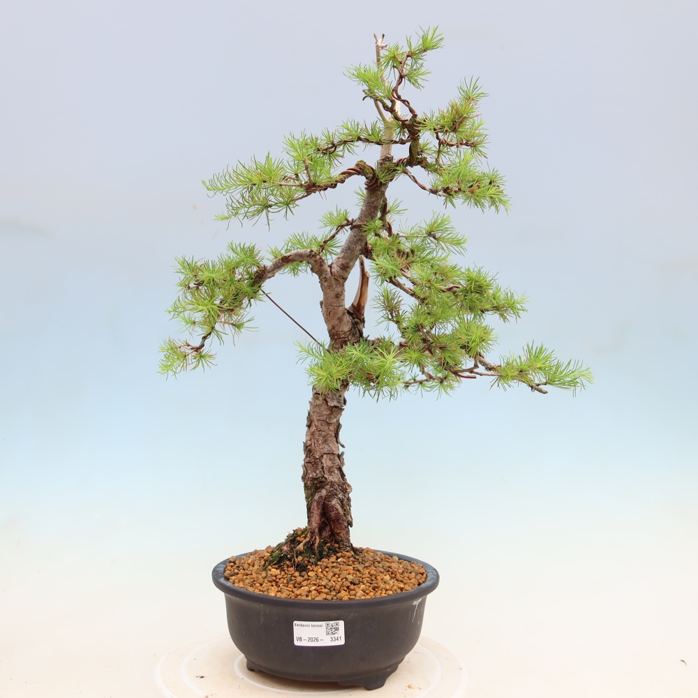Bonsaï d'extérieur -Larix decidua - Mélèze