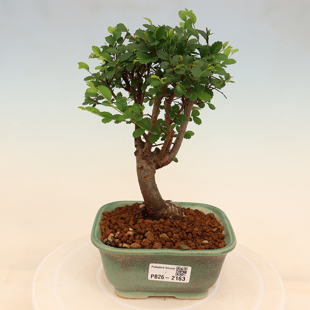 Bonsaï de chambre - Ulmus parvifolia - Orme à petites feuilles