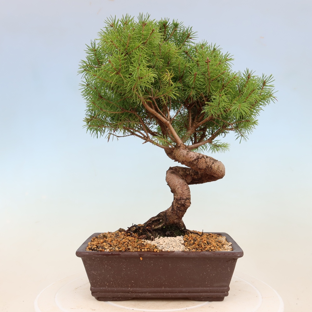 Bonsaï d'extérieur - Épicéa - Picea glauca globe