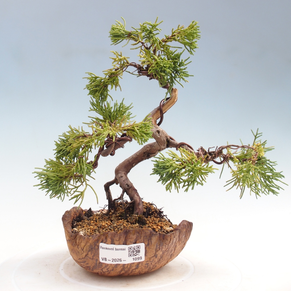 Bonsaï d'extérieur - Juniperus chinensis Kishu