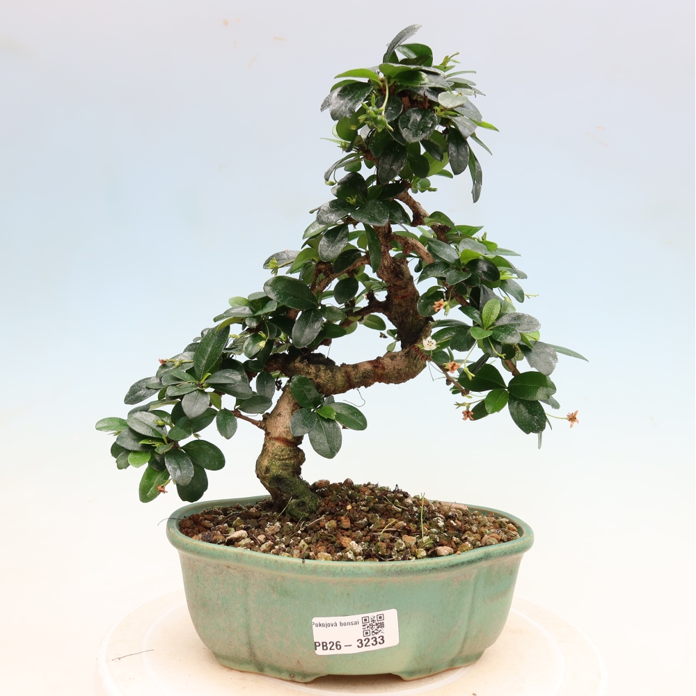 Bonsaï de chambre - Carmona macrophylla - Tea fuki