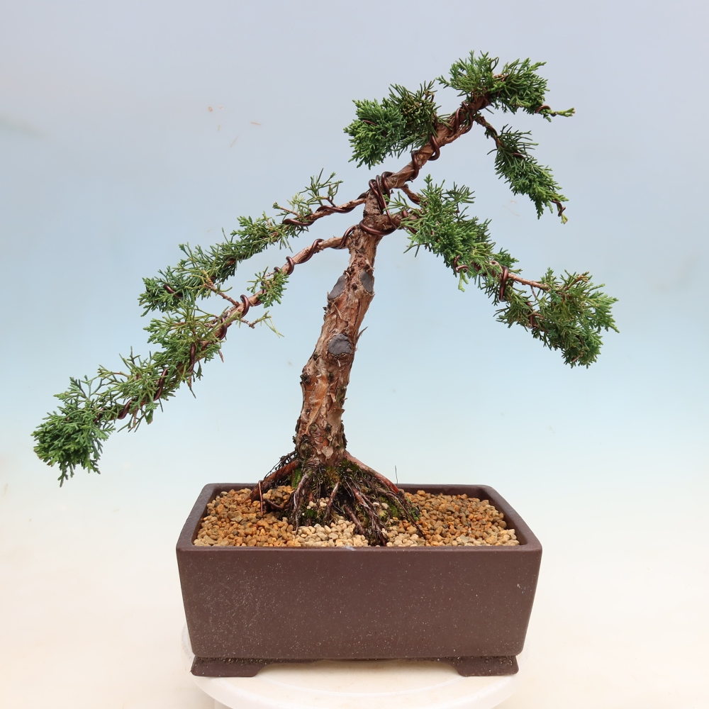 Bonsaï d'extérieur - Juniperus chinensis Kishu