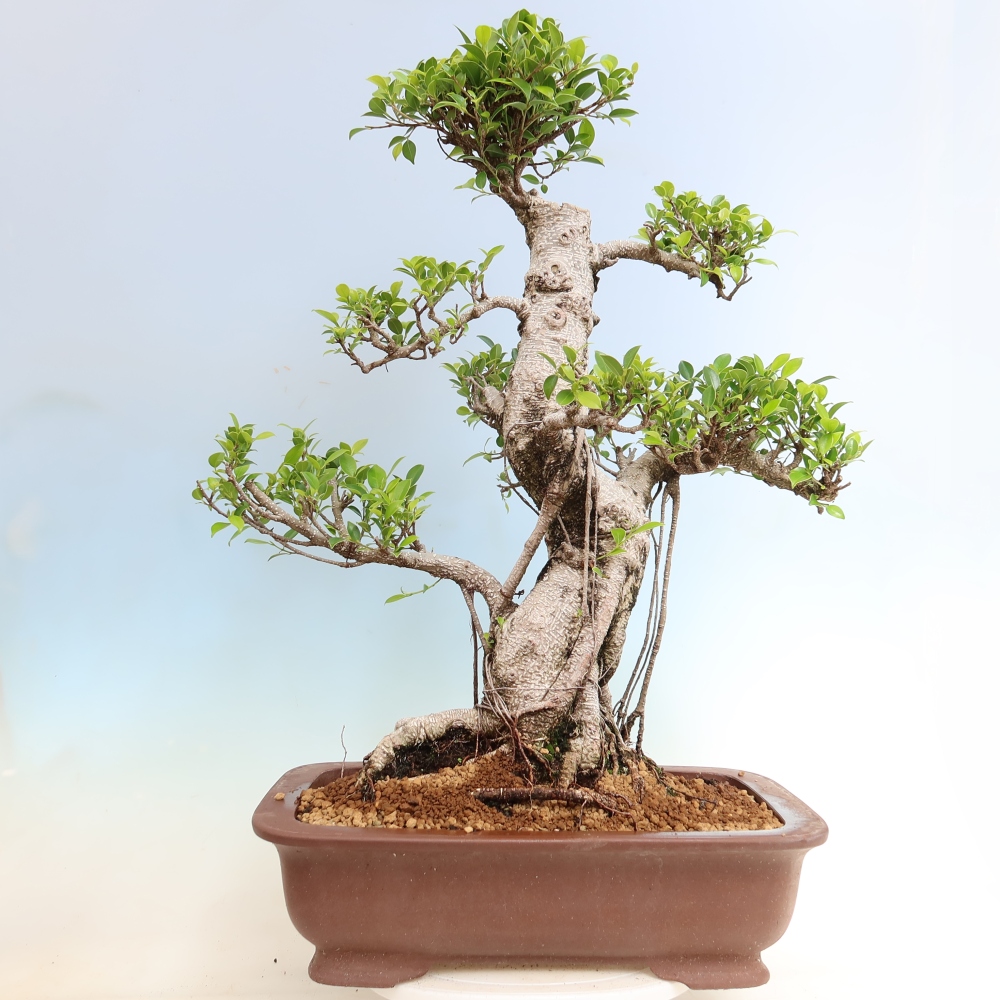 Salle bonsaï - Ficus kimmen - ficus à petites feuilles
