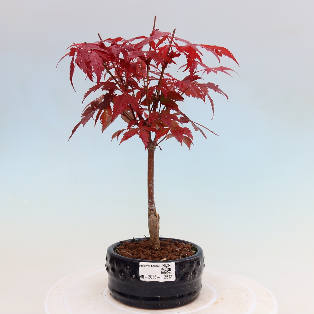 Bonsaï d'extérieur - Acer palm. Atropurpureum-Javor palmate