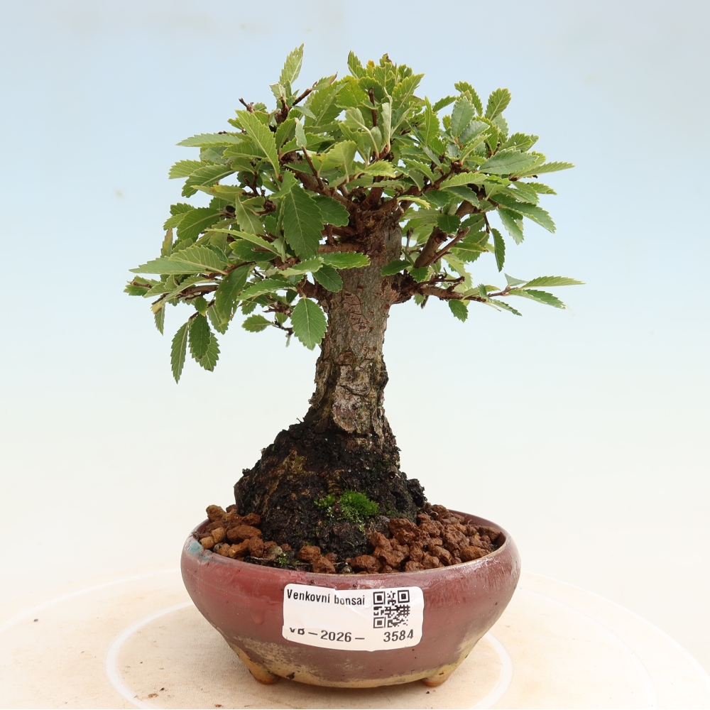 Bonsaï d'extérieur - Zelkova - Zelkova NIRE