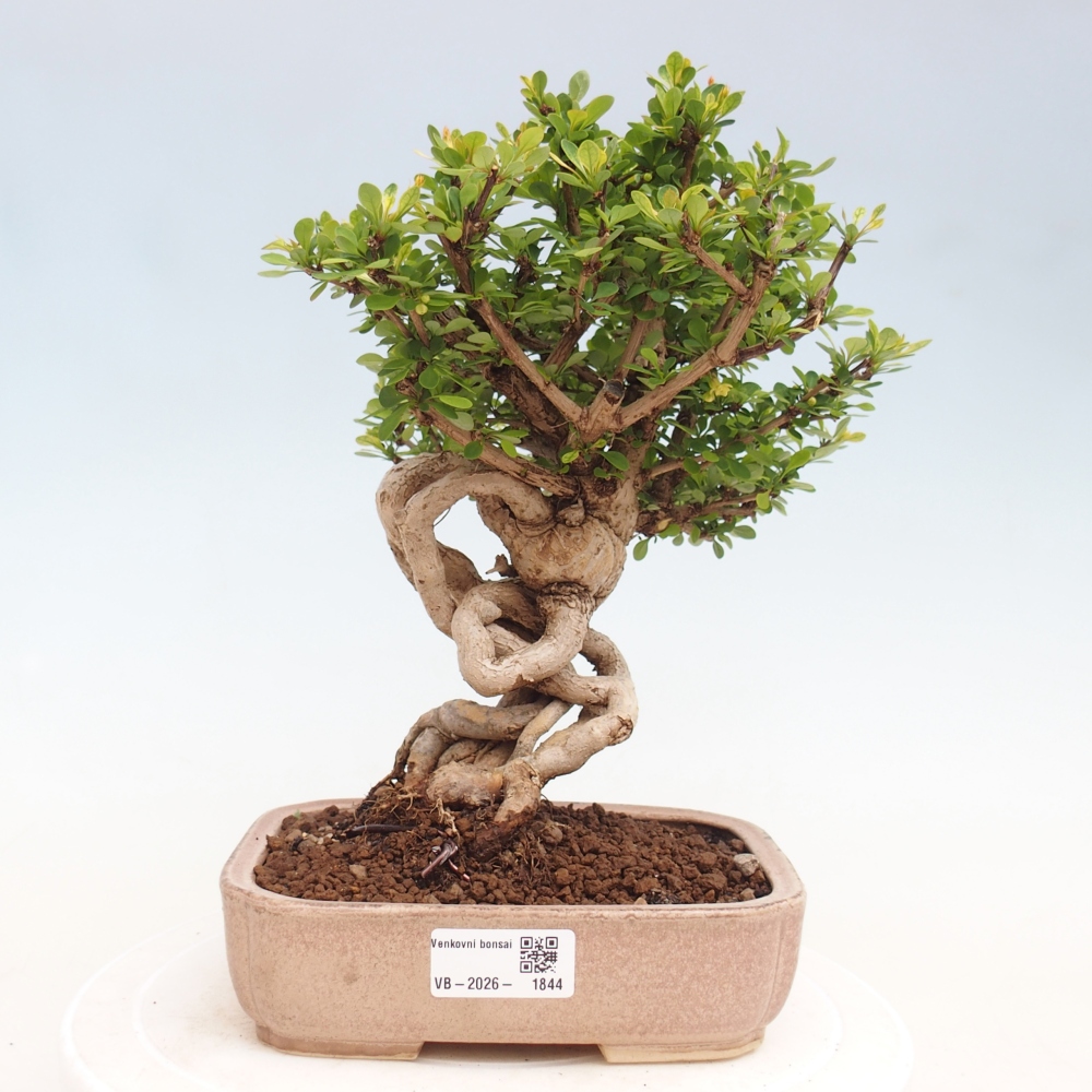 Bonsaï d'extérieur - Berberis coreana