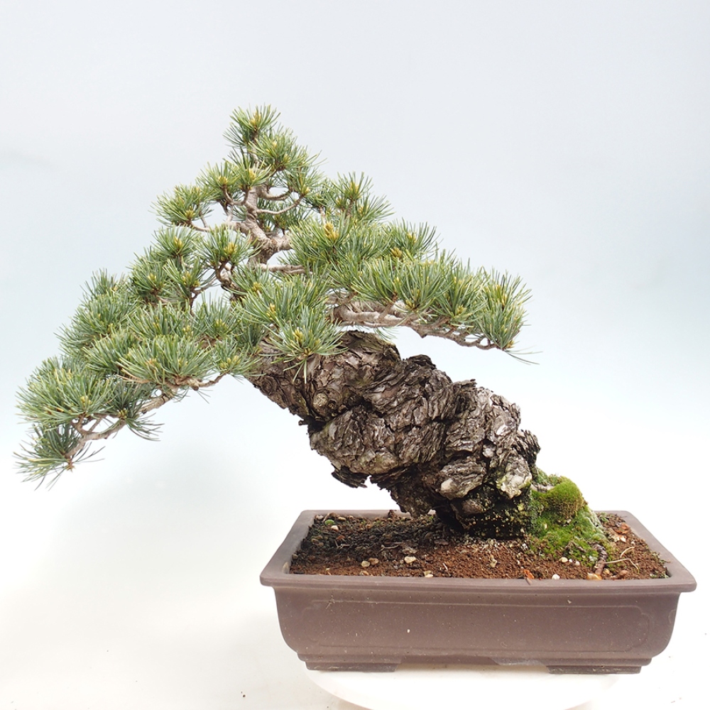 Bonsaï d'extérieur - Pinus parviflora - Pinus parviflora