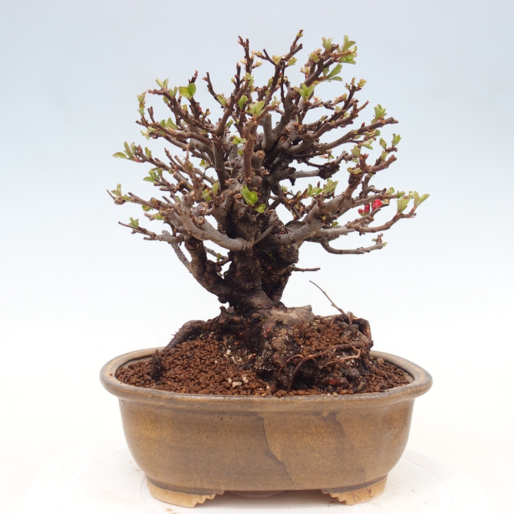 Bonsaï d'extérieur - Chaneomeles speciosa - Coing