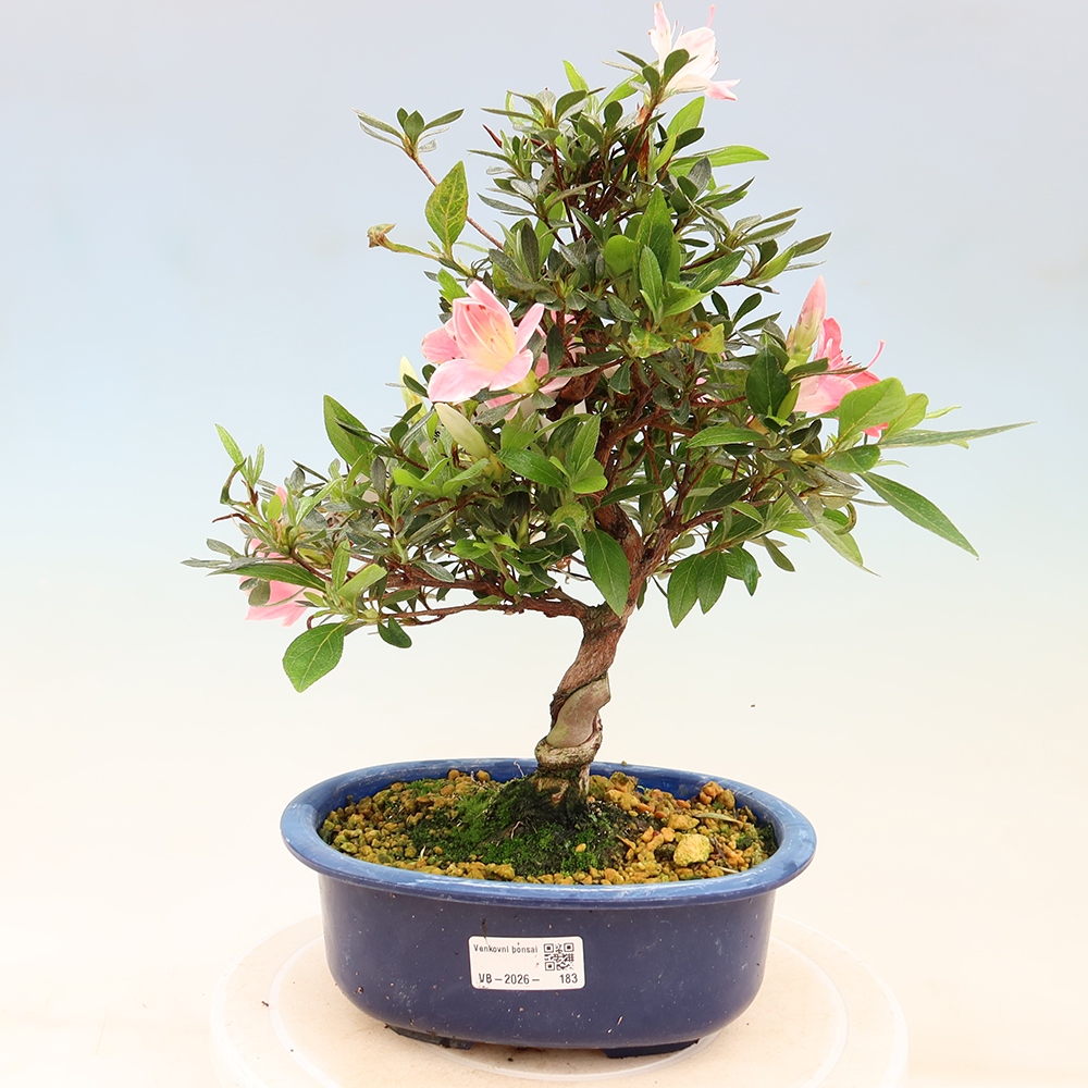 Bonsaï d'extérieur - Azalée japonaise - Azalea Senhime