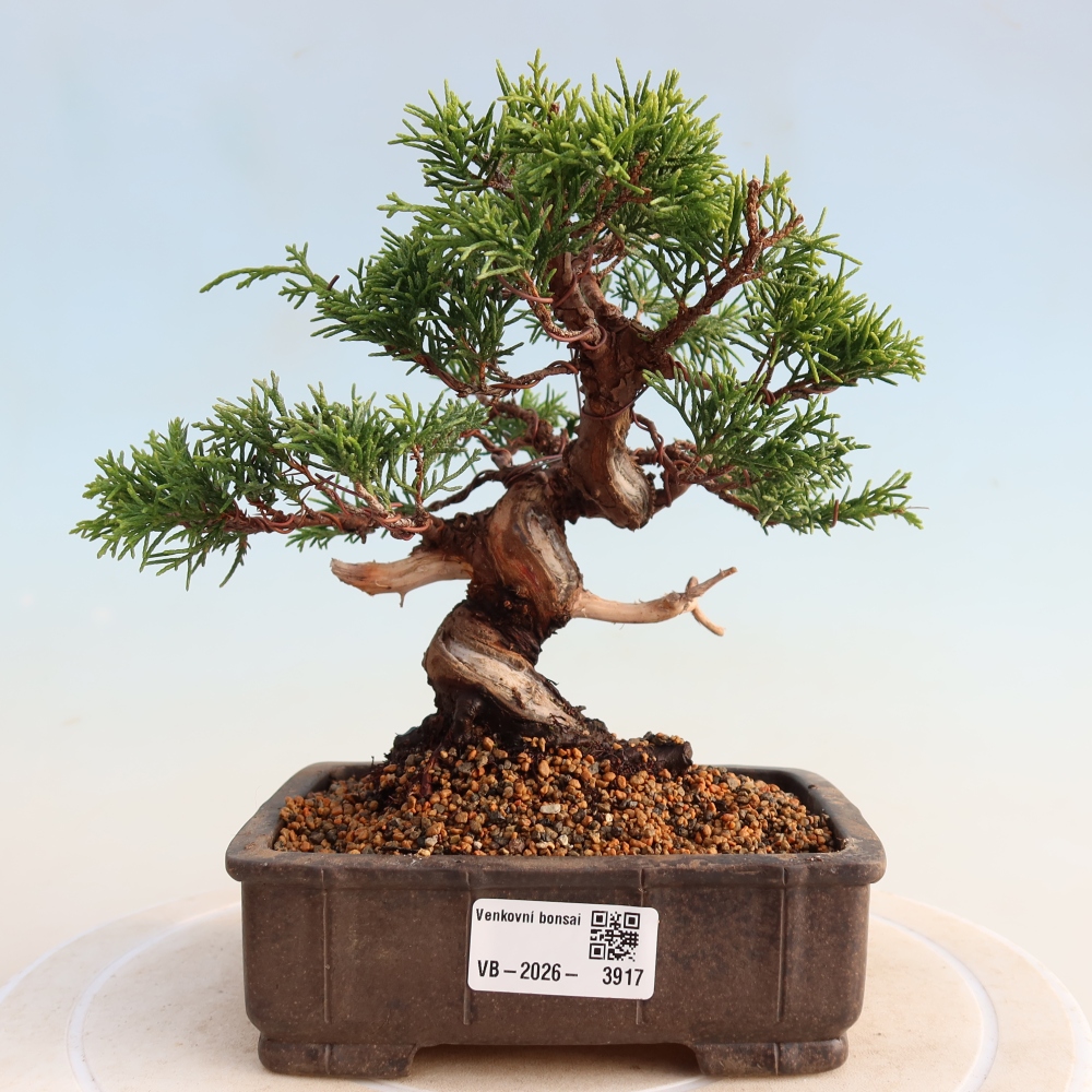 Bonsaï d'extérieur - Juniperus chinensis Itoigawa